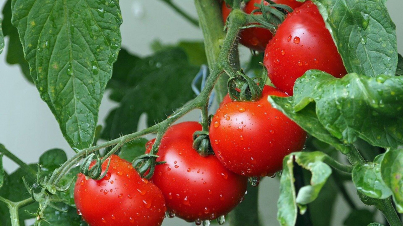 ЕЭК одобрила проект соглашения о свободном перемещении органической продукции в ЕАЭС