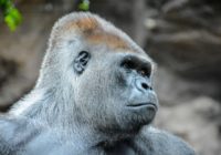 Корнинг Горилла Гласс Виктус новейшие технологии защиты Корнинг Горилла Гласс Виктус новейшие технологии защиты